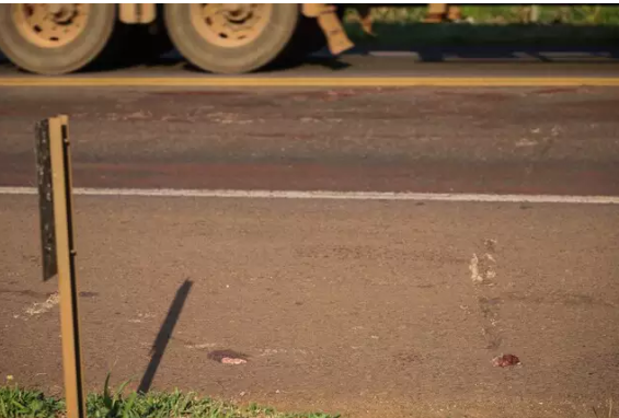 Imagem de compartilhamento para o artigo Polícia encontra corpo dilacerado em rodovia de Mato Grosso do Sul da MS Todo dia